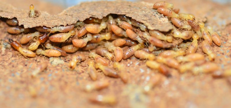 Termite Inspection detail