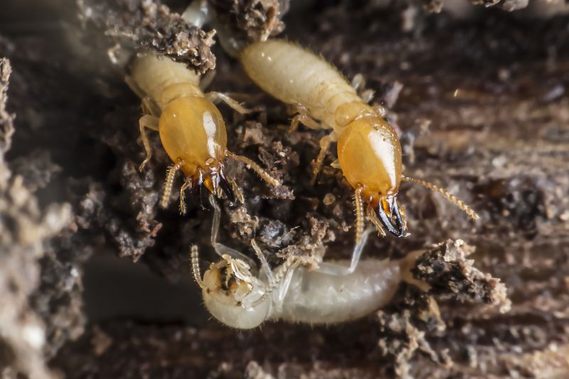 Termite Inspection detail