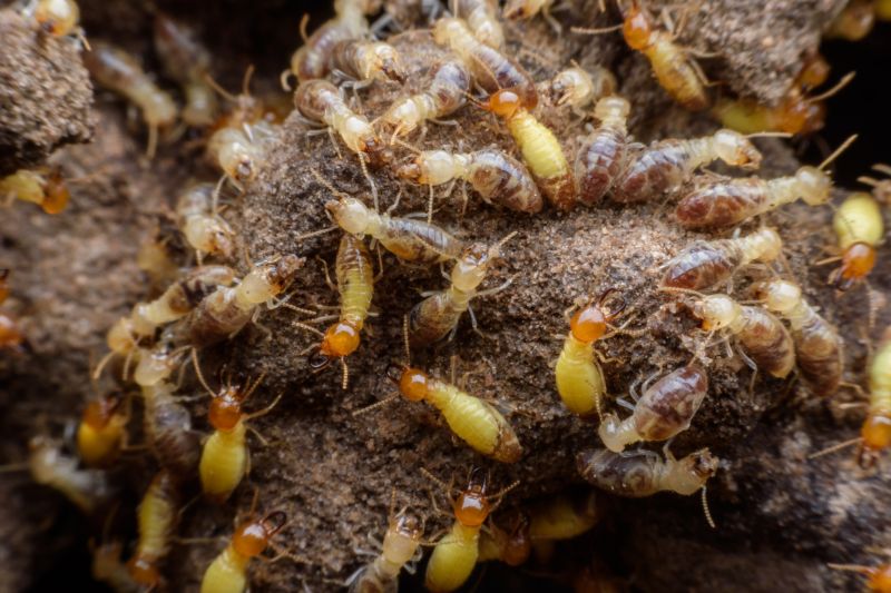 How Termites Enter Homes And Commercial Structures