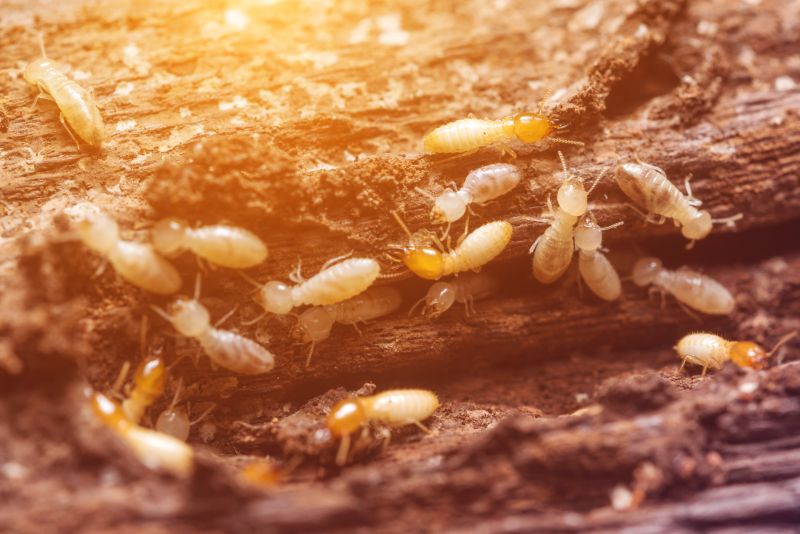 Preventing Termite Infestations In Offices, Warehouses, And Retail Spaces