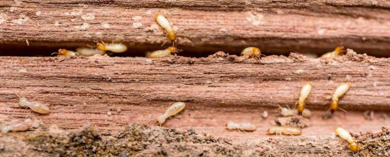 Why Commercial Termite Control Requires Specialized Treatment Plans