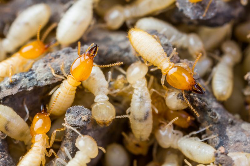 Why Commercial Termite Control Requires Specialized Treatment Plans