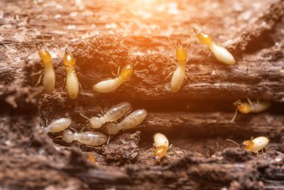 Contact About Termite Inspection
